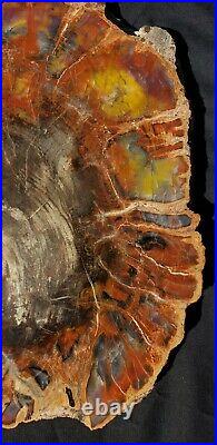 Beautiful 16.25 Inch Fossil Petrified Wood Red Rainbow Round Arizona