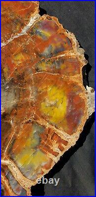 Beautiful 16.25 Inch Fossil Petrified Wood Red Rainbow Round Arizona