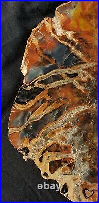Beautiful 16.25 Inch Fossil Petrified Wood Red Rainbow Round Arizona #2