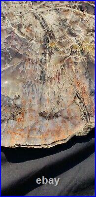Beautiful 16 Inch Fossil Petrified Wood Red Rainbow Round Arizona