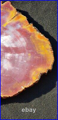 Beautiful 16 Inch Fossil Petrified Wood Red Rainbow Round Arizona #2