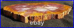 Beautiful 16 Inch Fossil Petrified Wood Red Rainbow Round Arizona #2