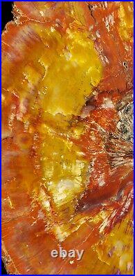 Beautiful 17 Inch Fossil Petrified Wood Red Rainbow Round Arizona