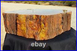 Beautiful 28 lb 12.5 x 10 inch polished Arizona rainbow petrified wood stump log