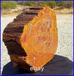 Beautiful 28 lb 12.5 x 10 inch polished Arizona rainbow petrified wood stump log