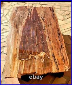Beautiful 36 Inch Fossil Petrified Wood Table Arizona Chinle Formation