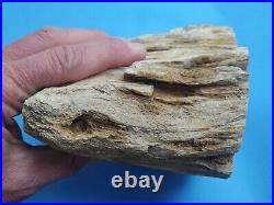 Beautiful BIG Petrified Wood Specimen Limb 3lb 13oz Gingko State Park Vantage Wa
