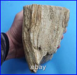 Beautiful BIG Petrified Wood Specimen Limb 3lb 13oz Gingko State Park Vantage Wa
