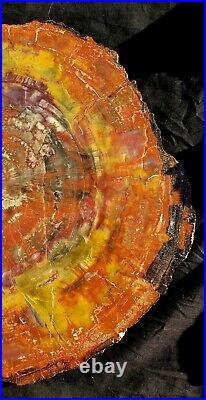 Beautiful Large 17.5 Inch Fossil Petrified Wood Rainbow Round Arizona