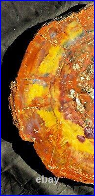 Beautiful Large 17.5 Inch Fossil Petrified Wood Rainbow Round Arizona