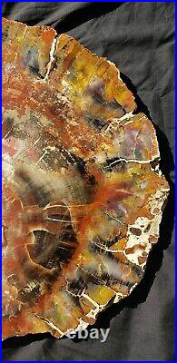 Beautiful Large 20 Inch Fossil Petrified Wood Rainbow Round Arizona #3