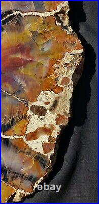 Beautiful Large 20 Inch Fossil Petrified Wood Rainbow Round Arizona #3