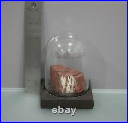 Beautiful Petrified Red Wood withGlass Cover 225 Million Y/O Museum Grade Fossil