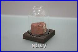 Beautiful Petrified Red Wood withGlass Cover 225 Million Y/O Museum Grade Fossil