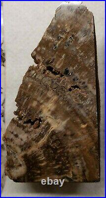 Beautiful Petrified Wood Book Ends Bookends 6 Tall