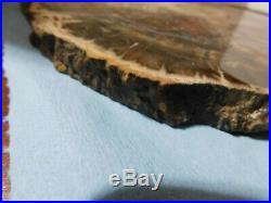 Beautiful Petrified Wood Polished Full Round Slab With Bark -13x. 75 X 11