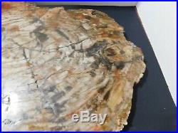 Beautiful Petrified Wood Polished Full Round Slab With Bark -16.5x. 75 X 14