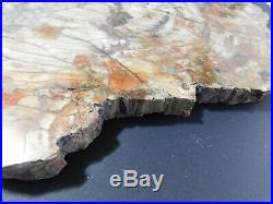 Beautiful Petrified Wood Polished Full Round Slab With Bark -16.5x. 75 X 14