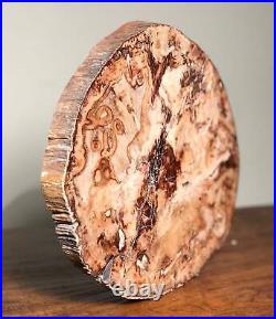 Beautiful Petrified Wood Slab