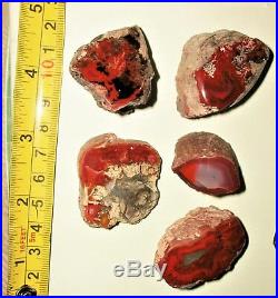 Beautiful Polished Lot Of 8 Petrified Yellow Cat Red Wood Fossils 9.2 Oz