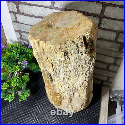 Beautiful Polished Petrified Wood Crystal Slice Madagascar 16kg