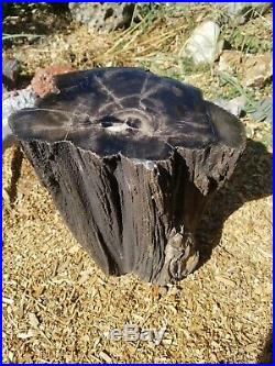 Beautiful Polished Petrified Wood Utah! #w6