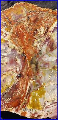 Beautiful Very Large 18 Inch Fossil Petrified Wood Red Rainbow Round Arizona #2