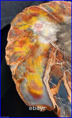 Beautiful contour mirror polished Arizona rainbow petrified wood slice