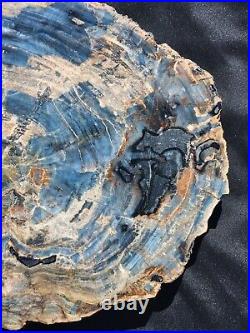 Beautiful large blue 26 inch polished Arizona rainbow petrified wood #3