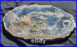 Beautiful large blue 26 inch polished Arizona rainbow petrified wood #3