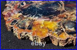Beautiful large polished Arizona rainbow petrified wood slice Chinle formation 4