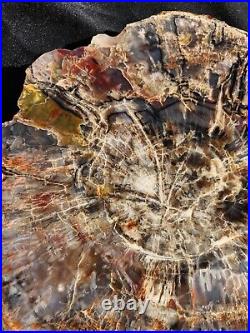 Beautiful mirror polished Arizona rainbow petrified wood slice Chinle formation
