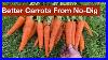 Better_Carrots_From_No_Dig_01_amn