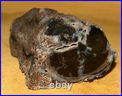 Big Botryoidal Agatized Petrified Polished Wood Limb Cast South Western Wyoming
