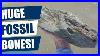 Big_Fossil_Bones_Fossil_Hunting_New_Zealand_01_cme