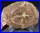 Big_Polished_Petrified_CYCAD_FERN_or_PALM_Fossil_From_Arizona_2070gr_01_vu