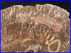 Big! Polished Petrified CYCAD FERN or PALM Fossil From Arizona 2070gr