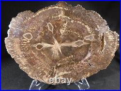 Big! Polished Petrified CYCAD FERN or PALM Fossil From Arizona 2070gr
