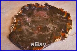 Black & Red Schilderia Arizona Petrified Wood Slab 5 3/4 x 6 3/4 inch Polished