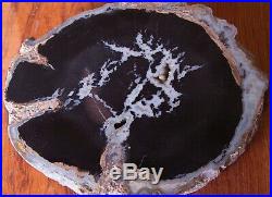 Blue Forest Petrified Palm Wood Rare Agate Fortified 8 inch Round