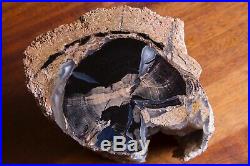 Blue Forest Petrified Wood Botryoidal Bubbles Galore 8 lbs Polished Log