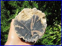 Blue Forest Petrified Wood Collectible Fossil Specimen Decor Wyoming 5.9lb 4Dia