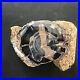 Blue_Forest_Petrified_Wood_Fossil_Specimen_Wyoming_4_lbs_01_nk