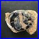 Blue_Forest_Petrified_Wood_Fossil_Specimen_Wyoming_4_lbs_01_pt