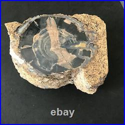 Blue Forest Petrified Wood Fossil Specimen Wyoming 4 lbs