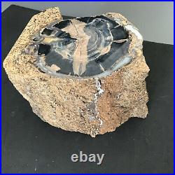 Blue Forest Petrified Wood Fossil Specimen Wyoming 4 lbs