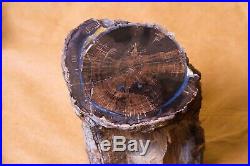 Blue Forest Petrified Wood Full Round BOTRYOIDAL Exceptional Polished