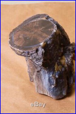 Blue Forest Petrified Wood Full Round BOTRYOIDAL Exceptional Polished