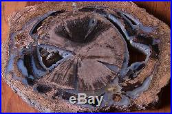 Blue Forest Petrified Wood Full Round Large Polished 2 + lbs -Botryoidal