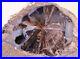 Blue_Forest_Petrified_Wood_Polished_Front_6_7_5_lbs_Full_Round_Wyoming_COA_01_agz